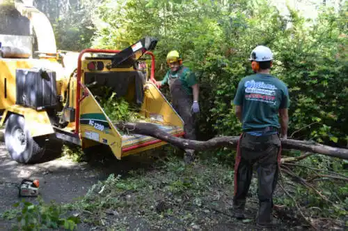 tree services Juno Beach